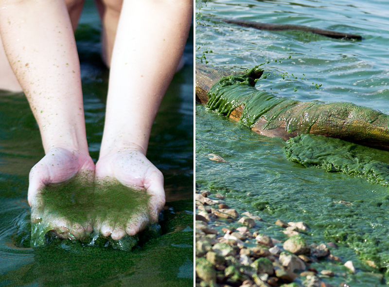 Замърсяването на Волга предизвиква наплив от синьо-зелени водорасли при цъфтежа им. Снимка: sviyaga