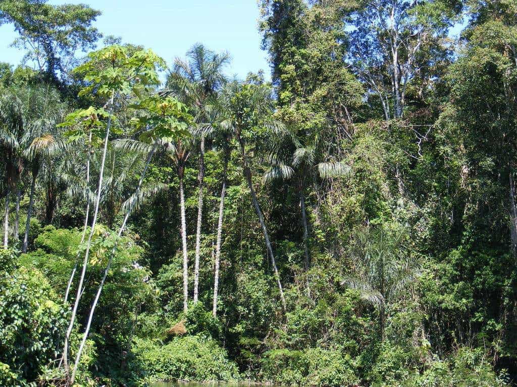 Амазонска гора / Снимка: Уикимедия комънс (Wickimedia Commons).