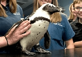PenguinPurps1