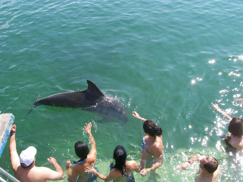 Удоволствието да погалиш делфин, който си играе край теб, е несравнимо с нищо