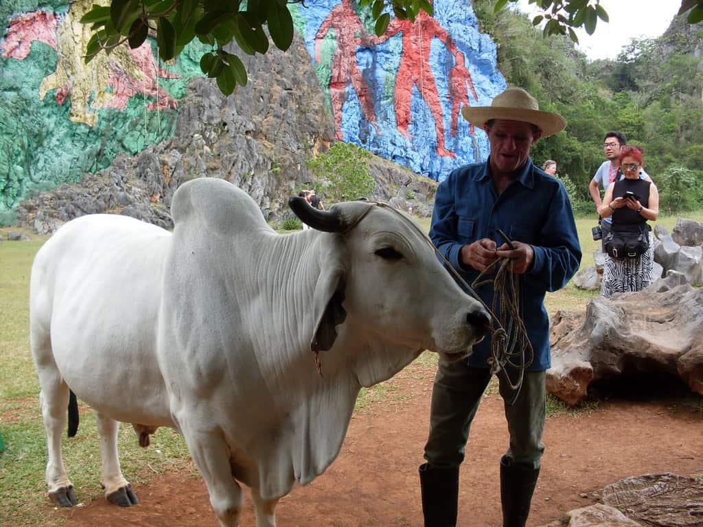 Белият бик носи добър доход на предпремчивия новоизпечен „частник”, който предлага разходки с него край скалния стенопис
