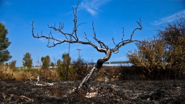 Тъжни скелети остават от изгорелите гори. Снимка: telesurtv.net