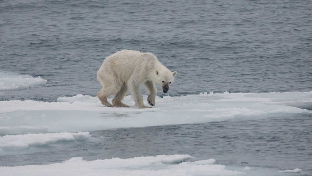 Полярните мечки са сред видовете, застрашени от изчезване заради климатичните промени в Арктика. Снимка: Wikimedia Commons
