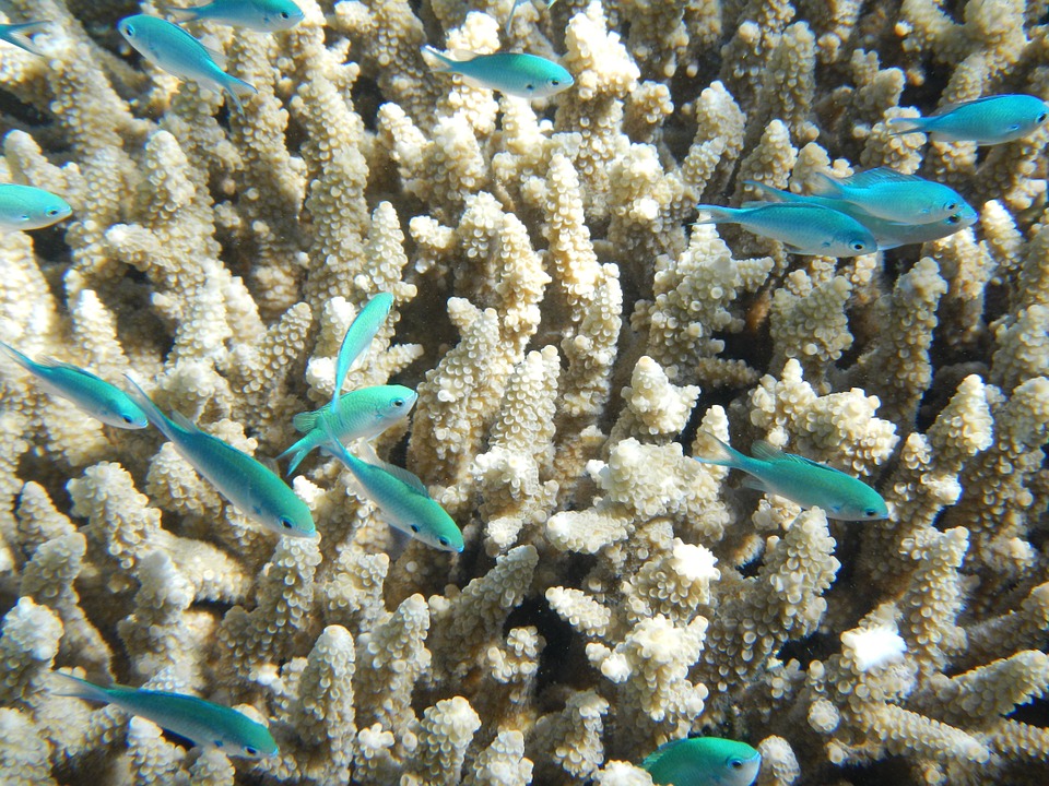 Големият бариерен риф. Снимка: Pixabay.com