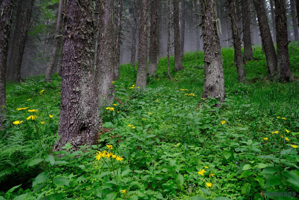Мурова гора в НП "Пирин". Снимка: Барикада