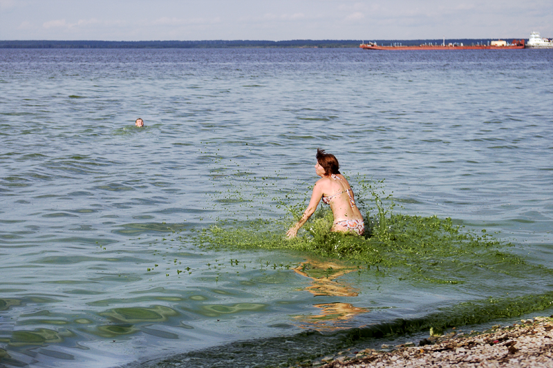 Токсините, с които са заредени синьо-зелените водорасли в реката, може да са опасни за здравето на човека. Снимка: sviyaga