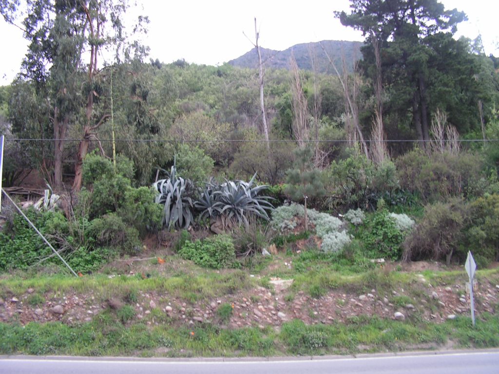 В храстите ето на този хълм над шосето в района на Кахон дел Майпо "българинът" Валенсуела Леви и другарите му са чакали кортежа на Пиночет, за да извършат атентата. Снимка: Къдринка Къдринова