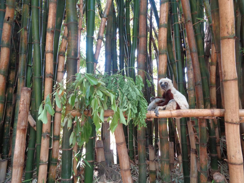 Ценителят на бамбука. Снимка: Къдринка Къдринова
