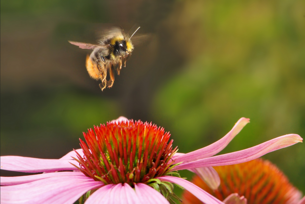 Screenshot 2022-06-11 at 16-05-18 bee flower at DuckDuckGo